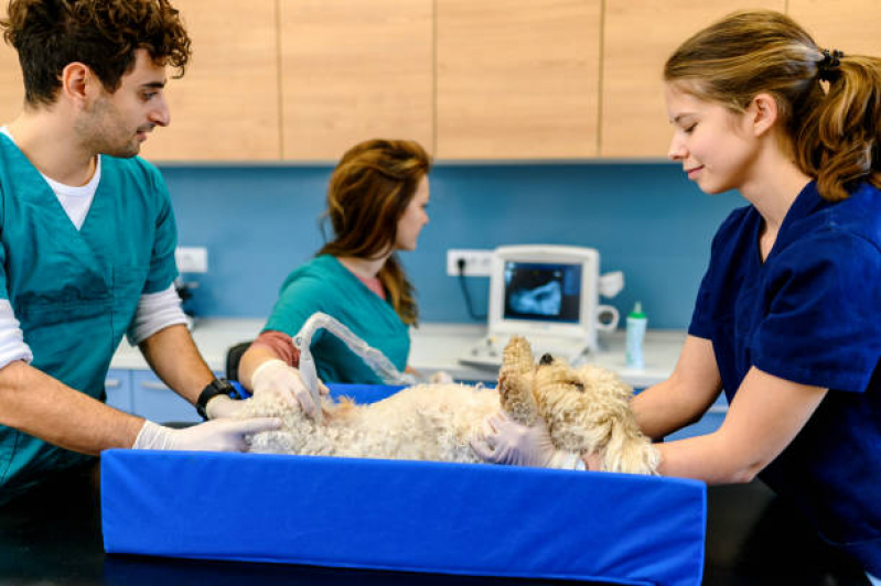 Valor de Exame de Ultrassom Abdominal em Cães Parque Sonia - Exame de Imagem Veterinário