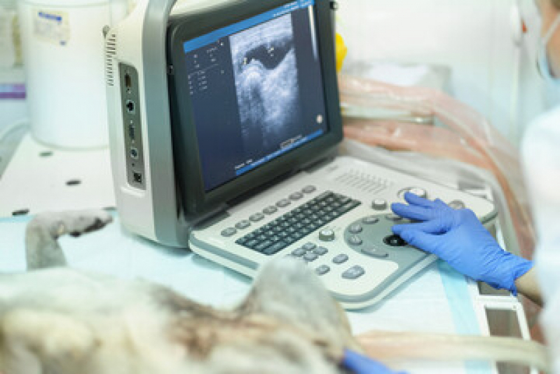 Valor de Exame de Ultrassonografia para Cães e Gatos Pirambóia - Exame de Imagem Veterinário