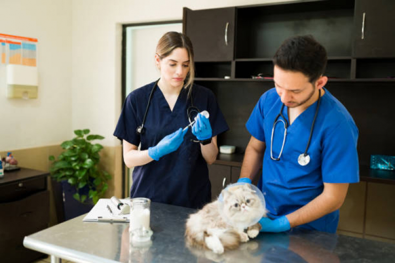 Valor de Vacina Antirrábica para Gato Parque do Carmo - Vacina contra Raiva Gato