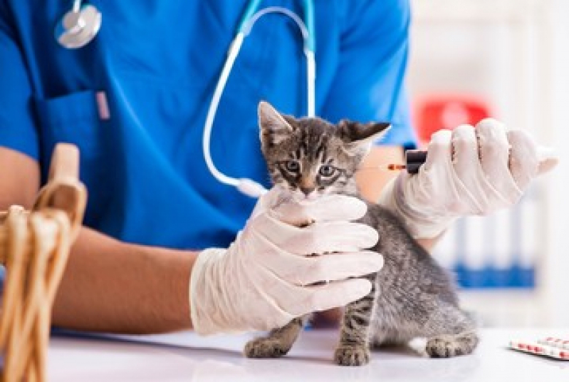 Valor de Vacina para Filhote de Gato Jd da Conquista - Vacina para Gato V4